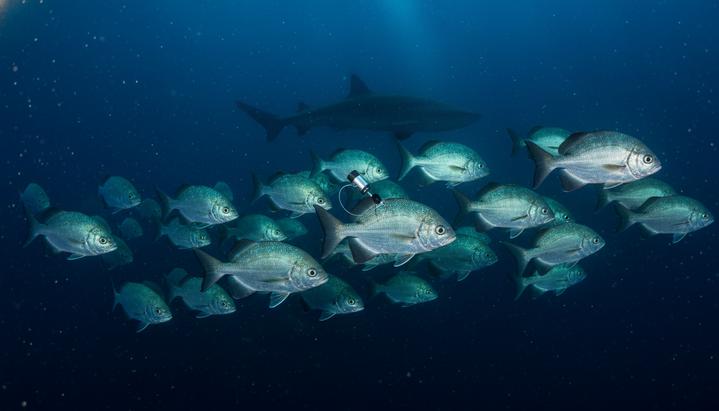 Среднеразмерные рыбы оказались ключевым звеном в питании акул глубоководья Косяк серебристых рыб с датчиком слежения в тёмных водах глубокого океана, сквозь которые пробиваются слабые лучи света.