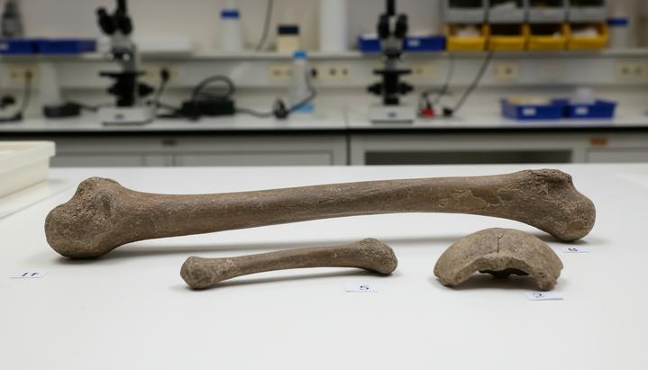 Сахелантроп возрастом 7 млн лет оказался прямоходящим предком человека Ископаемые кости древнего гоминида сахелантропа – бедренная кость, локтевая и фрагмент черепа – на столе в лаборатории.