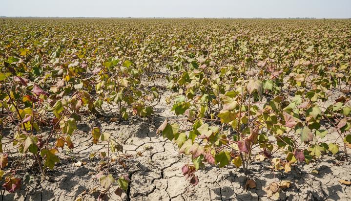 Хлопковое поле с больными, низкорослыми растениями. Листья на кустах хлопчатника пожелтевшие и увядшие.