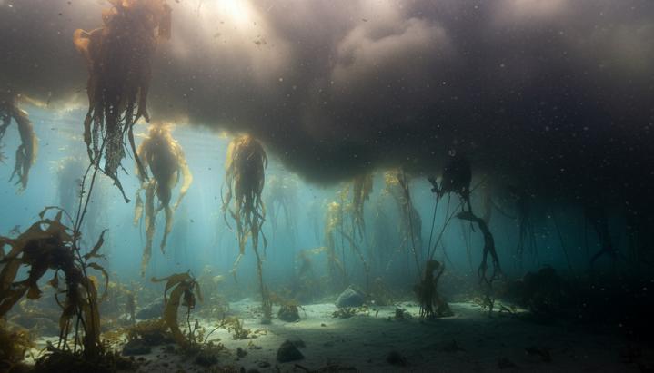Подводный вид на густой ламинариевый лес, солнечные лучи пробиваются сквозь мутную воду с осадками, затеняя морское дно.