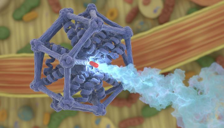 Молекула статина, прикрепленная к белку мышечной клетки, вызывает утечку ионов кальция. Микроскопический вид.