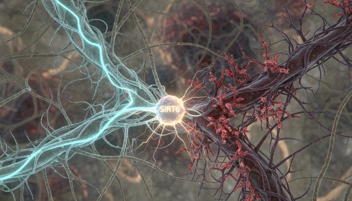 Сеть нейронов в мозге с разветвлением химического пути: здоровый путь и путь, ведущий к образованию нейротоксинов.