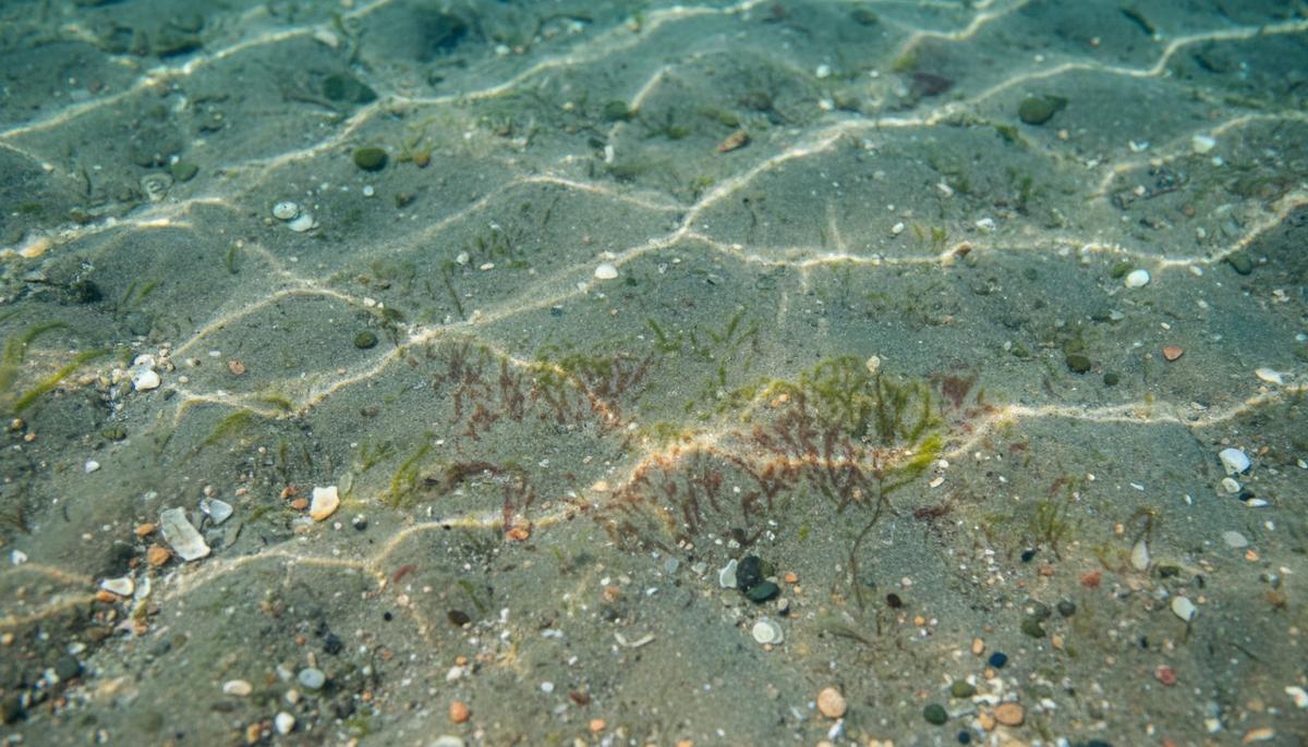 Предки эукариот оказались способны использовать кислород Дно мелководного побережья с песком и илом. Прозрачная вода, через которую на дно падают солнечные лучи.