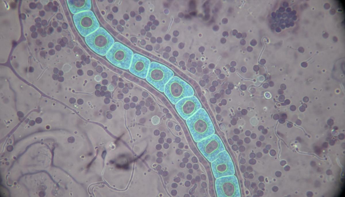 Микроскопическое изображение капилляров головного мозга, формирующих гематоэнцефалический барьер, с плотно соединенными клетками.