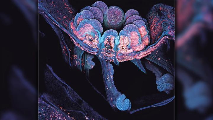 Новые открытия в механизмах прикрепления кораллов улучшат их восстановление