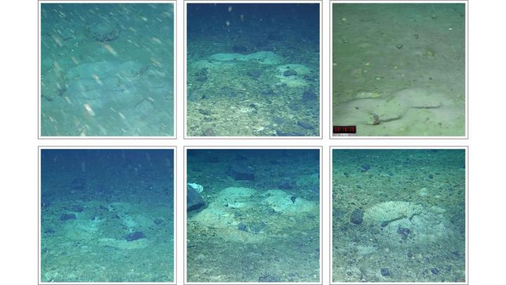 Открыты масштабные колонии рыбьих гнезд в антарктическом море Уэдделла