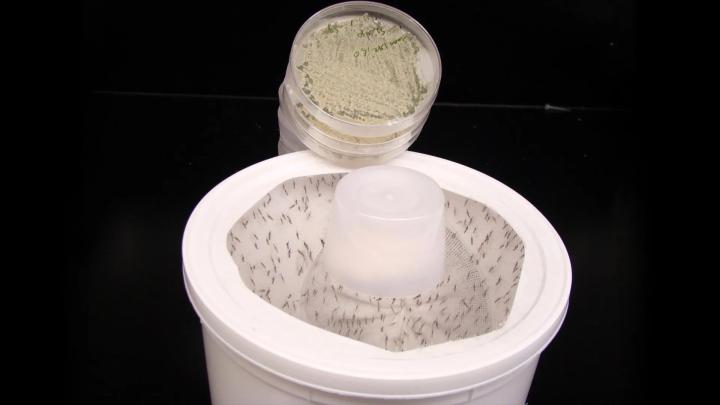 Инженерный грибок с цветочным ароматом привлекает и уничтожает комаров