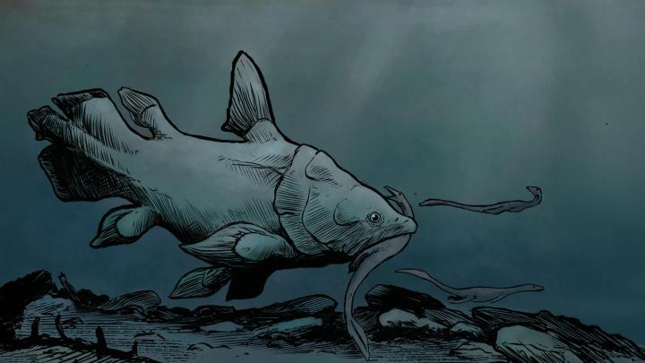 Десятки окаменелостей латимерий переоткрыты в британских музейных коллекциях