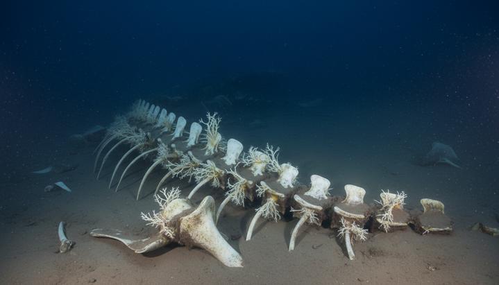 Загадочное исчезновение червей-пожирателей костей указывает на проблемы океана