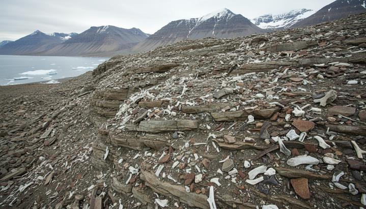 Арктические находки меняют взгляд на восстановление морских экосистем после вымирания