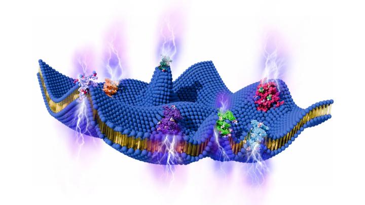 Как клеточные мембраны самостоятельно генерируют электрические сигналы