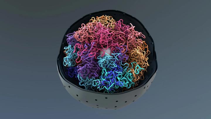 Ученые раскрыли структуру ДНК-капель, объясняющих укладку хроматина