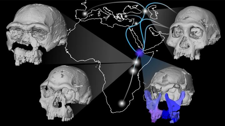 Древний Homo erectus: архаичные черты лица удивляют палеоантропологов