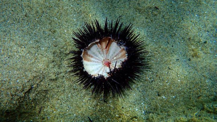 Глобальная пандемия Diadema: исчезновение морских ежей на Канарских островах