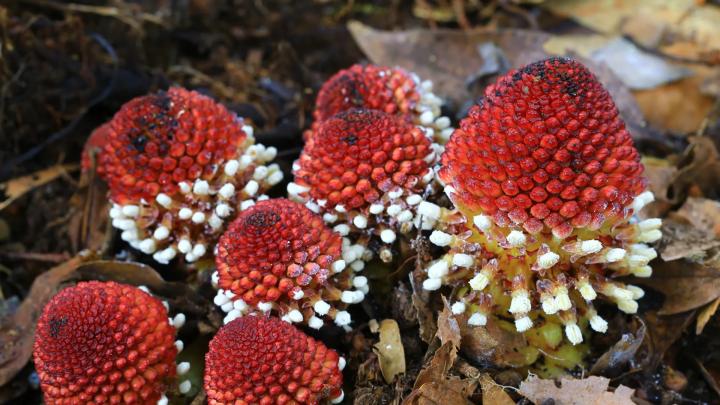 Balanophora: как паразитические растения выживают без фотосинтеза