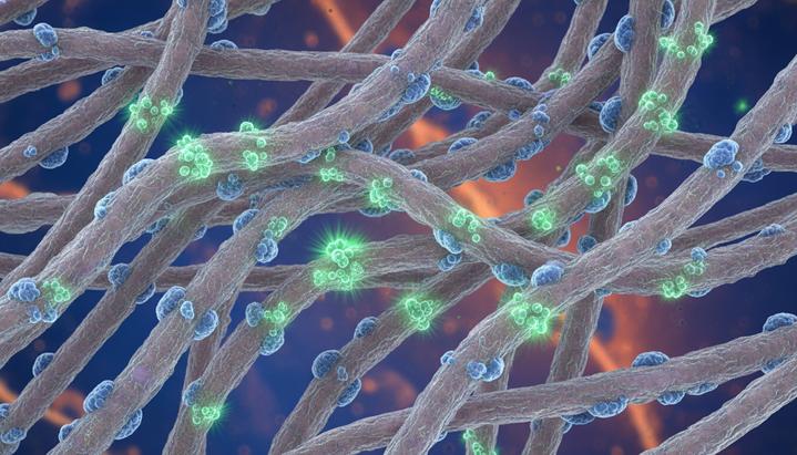 Белки-сенсоры PIEZO регулируют сокращения матки во время родов