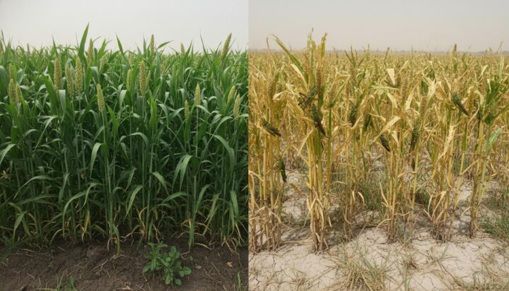 Ученые: удобрения могут защитить урожай от нашествий саранчи