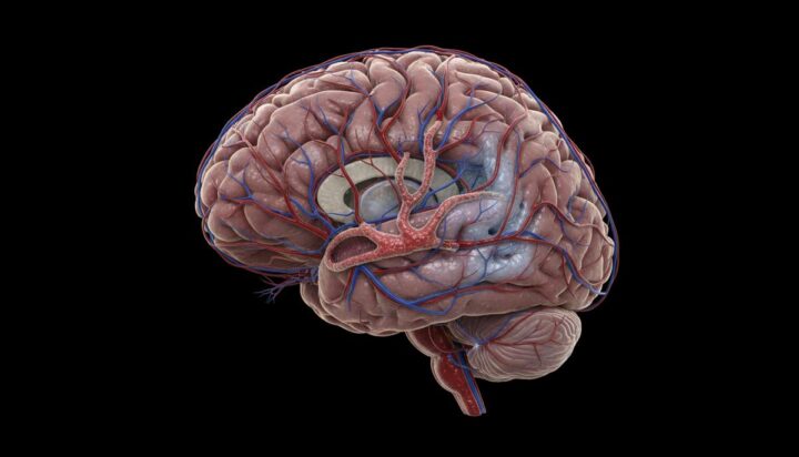 Ожирение и гипертония названы прямыми причинами развития деменции