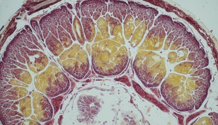 Белок Piezo1 – ключ к лечению остеопороза без физических упражнений