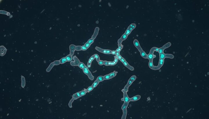 Ключевые бактерии океана SAR11 оказались уязвимы к переменам