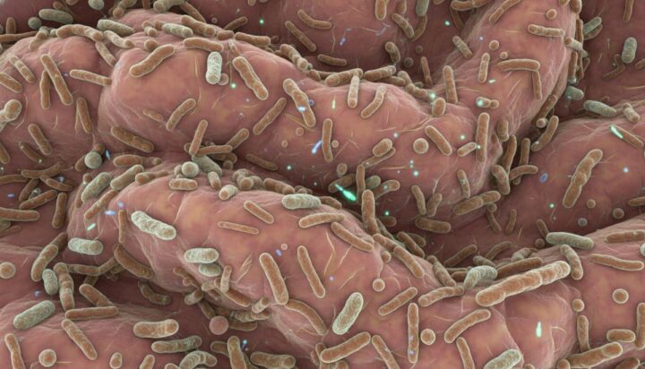 Ученые выяснили, какие химические сигналы управляют бактериями кишечника