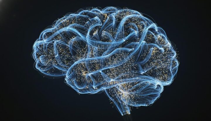 Развитие мозга не заканчивается в 25 лет: что говорит наука