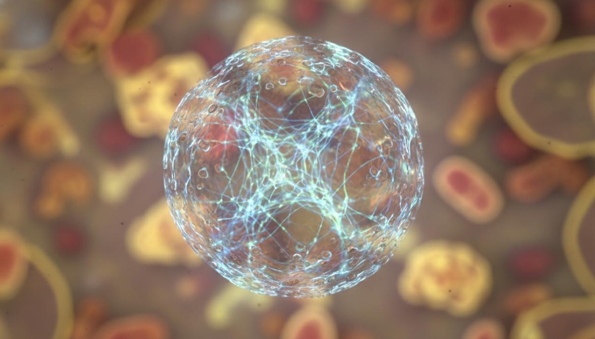 Микроскопическое изображение сферического биомолекулярного конденсата, внутри которого видна сложная светящаяся сеть белковых нитей.