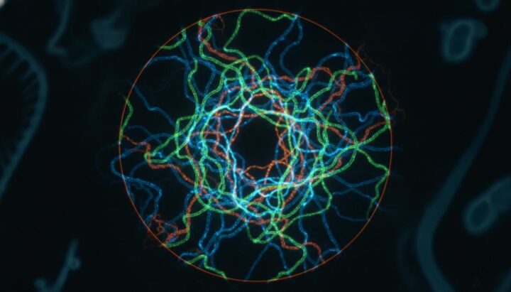 Геном эмбриона имеет сложную 3D-структуру до активации генов