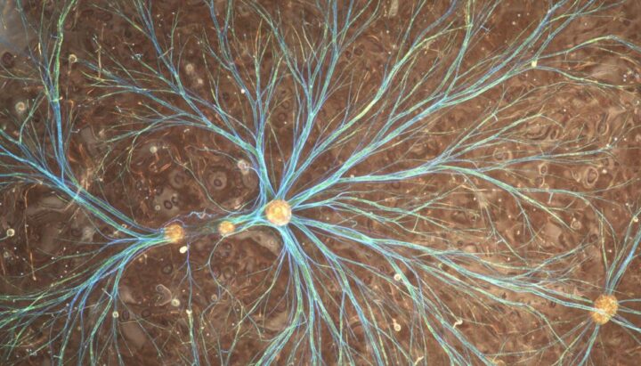 Белок Piezo1 связал механику и химию в развивающемся мозге