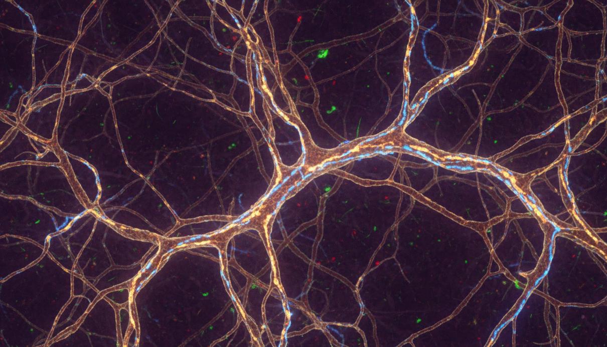 Микроскопическое изображение нейронной сети мозга. Видны нейроны, соединенные светящимися синапсами, образующими сложные цепи.