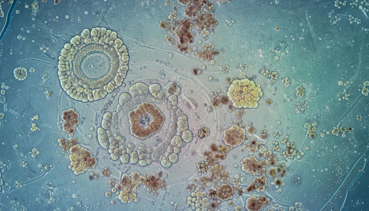 Микроскопическая колония бактерий на влажной поверхности с едва заметными потоками жидкости