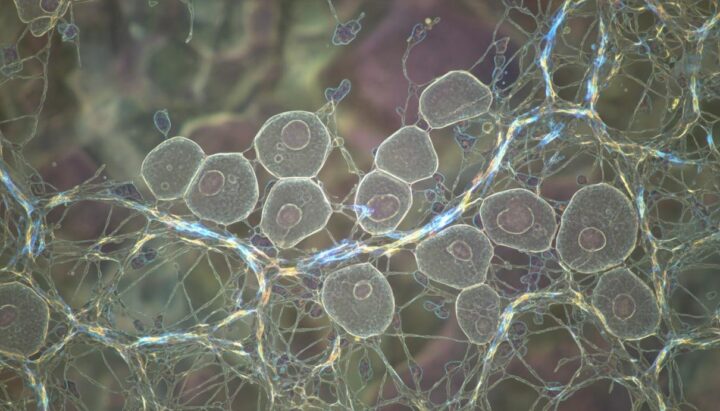 Группы клеток научились распознавать плотность тканей на большом расстоянии