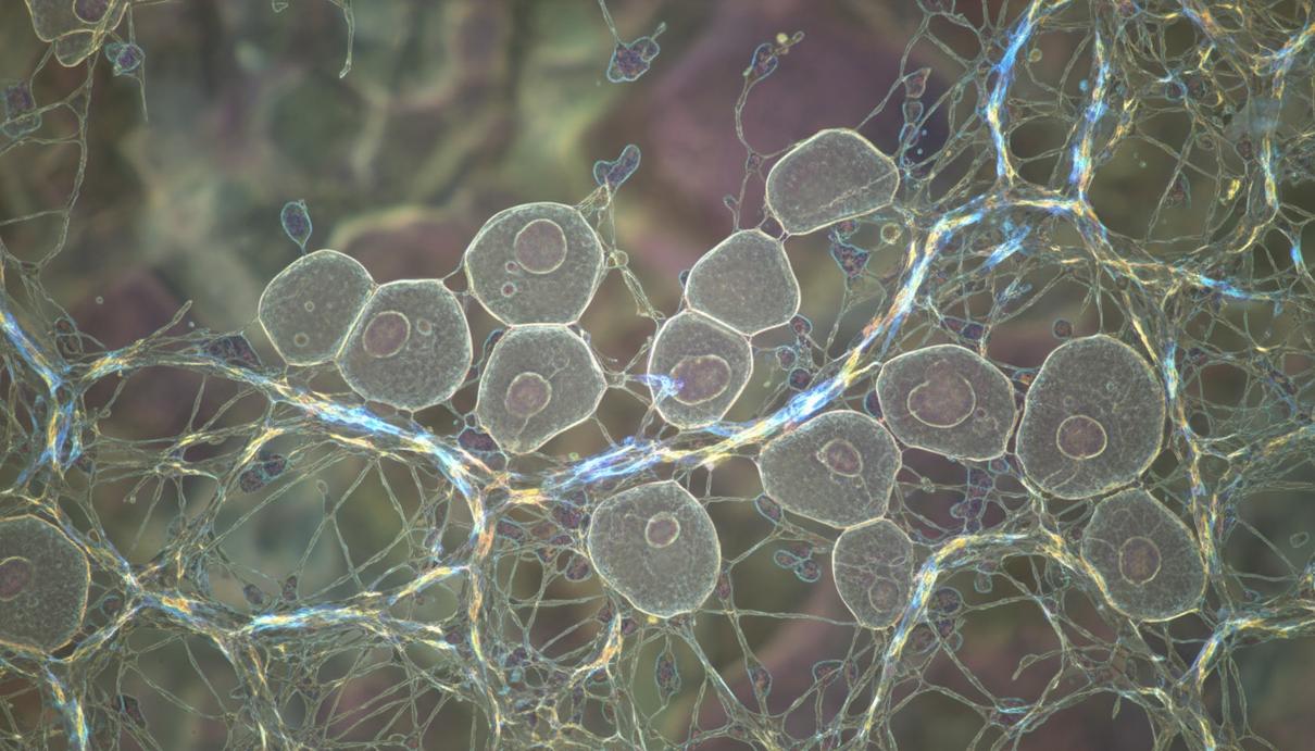 Микроскопическое изображение группы клеток в сети коллагеновых волокон внеклеточного матрикса