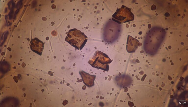 Биохимики объяснили механизм вращения кристаллов в малярийном паразите