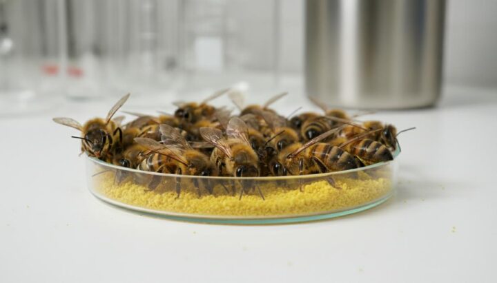 Ученые разработали добавку на основе дрожжей для восстановления популяции пчел