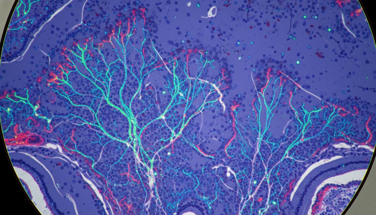 Микроскопическое изображение нейронных сетей мозга с флуоресцентной подсветкой белков в лаборатории.