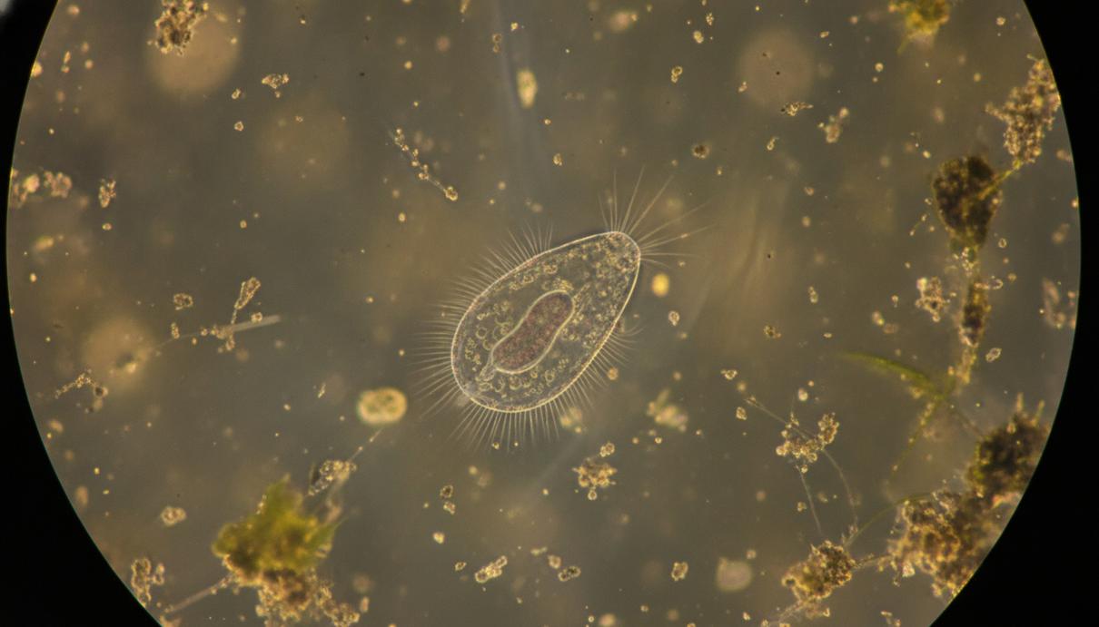 Микроскопический организм инфузория Oligohymenophorea в капле воды из пруда, вид под микроскопом.